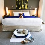 Pet friendly amenities hotels york hotel gansevoort city luxurylaunches pooch pampering luxury top meatpacking nyc
