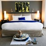Pet friendly hotels luxury accommodation cats bed