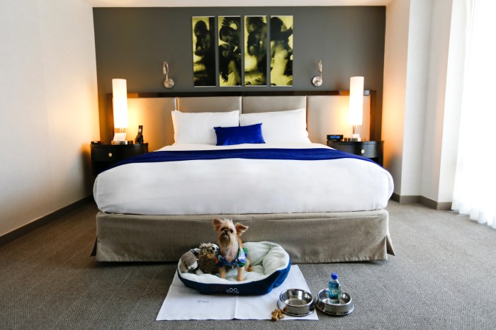 Pet friendly hotels luxury accommodation cats bed